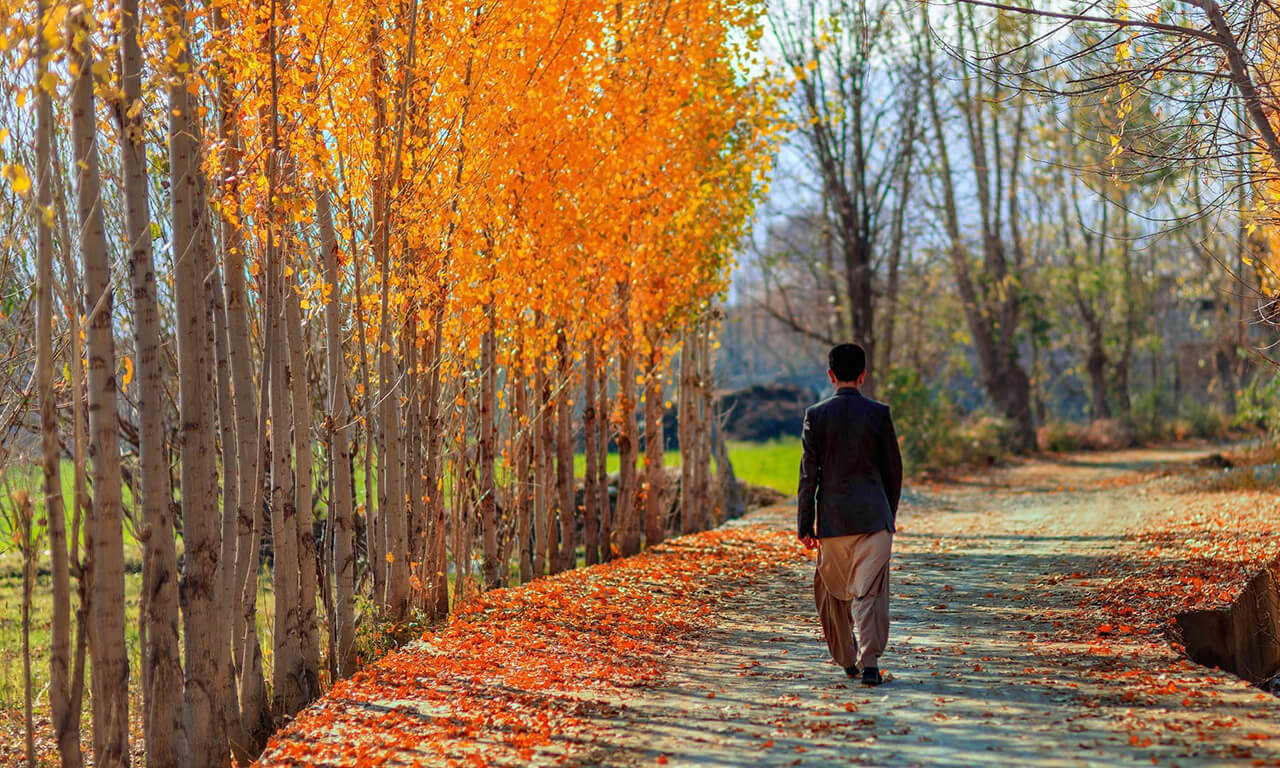 Beautiful red leaves of trees falling on the road in Swat