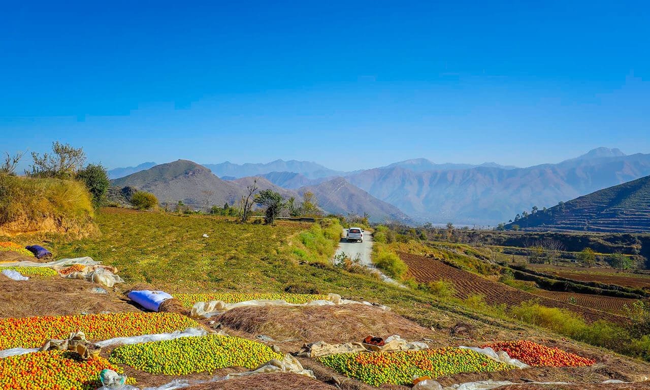 Tomato fields in Swat